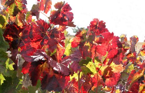 Grape Leafs In Autumn