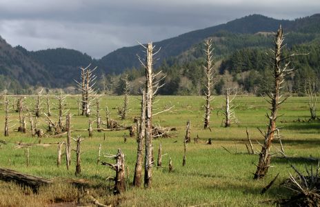 Siletz Bay Meadow with Many Dead Trees