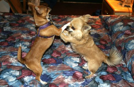 Chihuahuas Playing on Bed