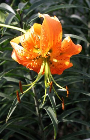Orange Turk's Cap Lily
