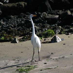 White Heron on Beach