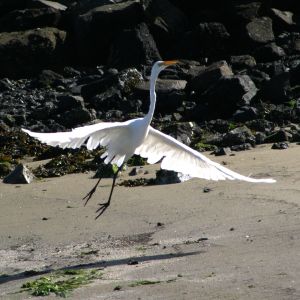 White Heron Taking Off