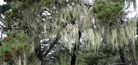 Usnea, Tree Moss, Old Man's Beard or Lichen on branches