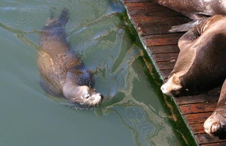 Sea Lion Waiting to Join Others on Dock