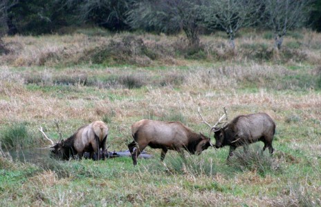 Bull Elks Sparring with Antlers