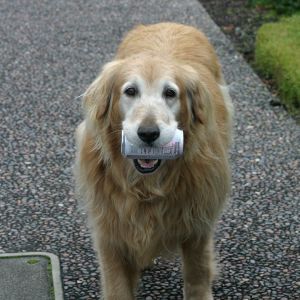 Big Dog with Can in Mouth