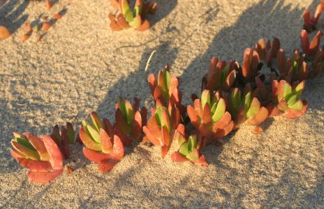 Ice Plant in Sand