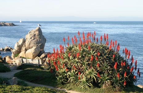 Aloe Plant and Monterey Bay