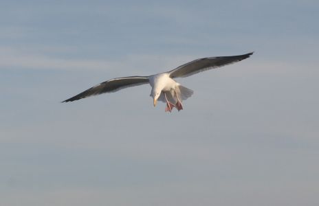 Sea Gull in flight