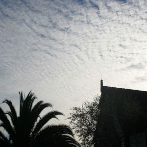 Cirrus Clouds over Palm Tree