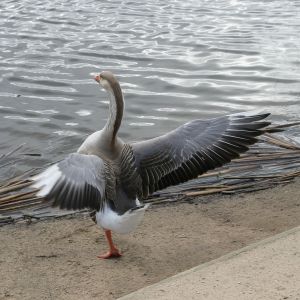 Greylag Goose Flapping its wings