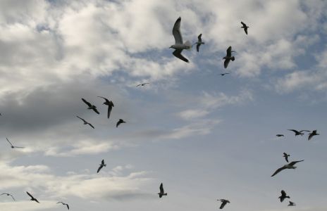 Sea Gulls Circling