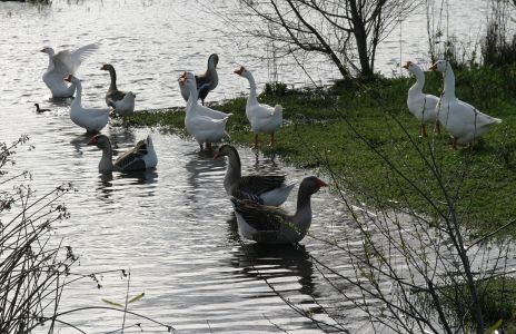Assorted Geese in Pond