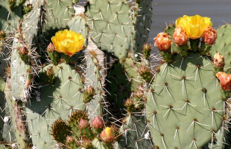 Prickly Pear Cactus Flowers