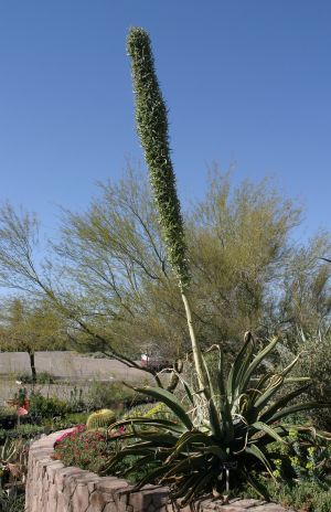 Century Plant or Agave in Bloom