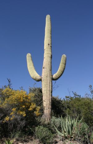 Seguaro Cactus
