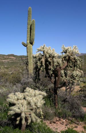 Cholla and Seguaro Cactus