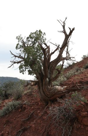 Weathered Old Juniper Pine, Sedona, AZ