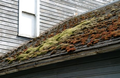 Colorful Moss on Roof