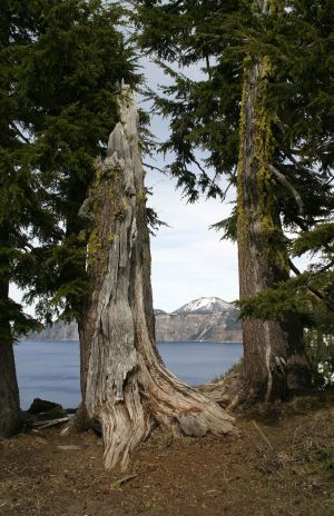 Dead Tree at Crater Lake