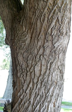 Cottonwood Bark