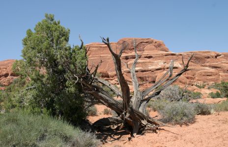 Old Junipers, Arches National Park, Utah