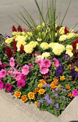 Colorful Planter with Assorted Flowers