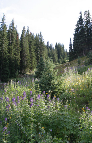 Pine Trees and Wild Flowers