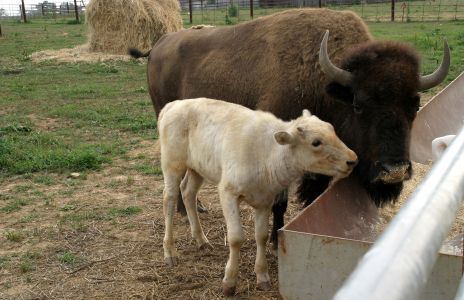White Bison or Buffalo Calf