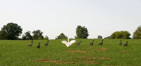 White Goose Showing Off in Group of Canadian Geese
