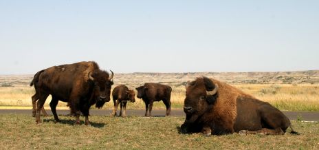 Buffalo in Roosevelt Nat Park, N. Dakota