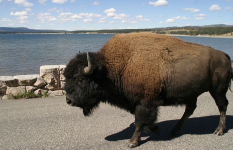 Buffalo by Yellowstone Lake
