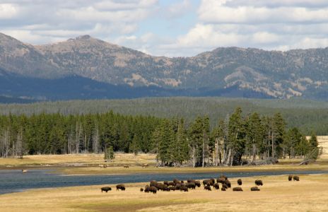 Herd of Buffalo, Yellowstone