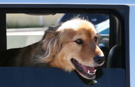 Big Friendly Dog in Car