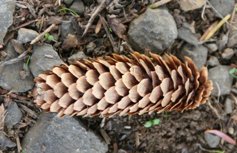 Tiny Pine Cone