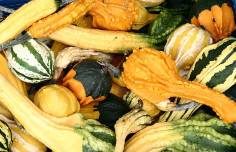 Colorful Gourds