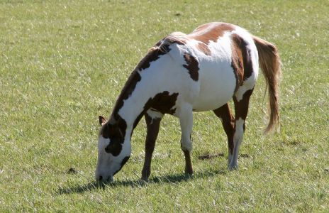 Painted Horse Grazing