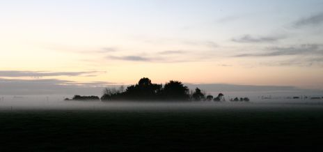 Trees Silhouetted Above Very Low Fog at Dusk
