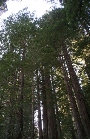 Coast Redwood Trees