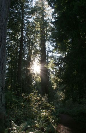 Coast Redwood Trees