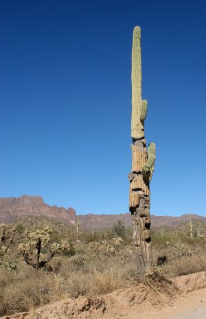 Saguaro Cactus - badly damaged but still alive