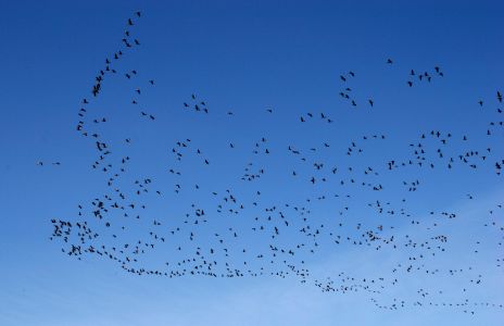Flight of Thousands of Geese
