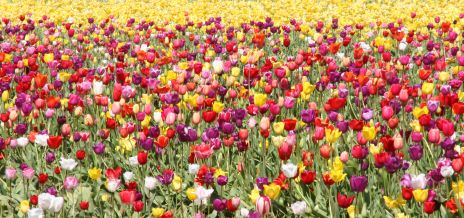 Field of Multi-colored Tulips