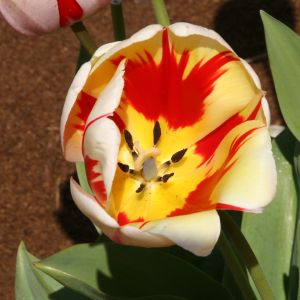 Red, White and Yellow Tulip