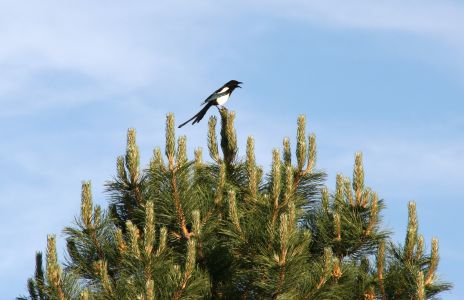 Magpie on Top of a Tree