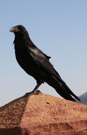 Crow or Raven