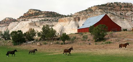 Horses near Red Barn