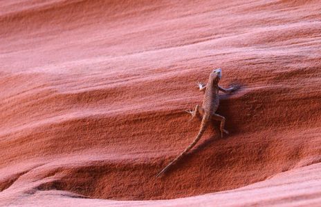 Lizard on Canyon Wall