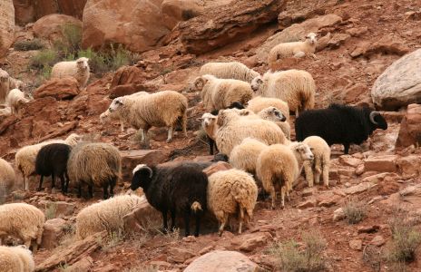 Wild Sheep on Hillside
