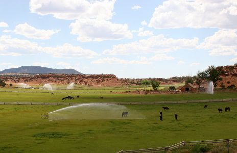 Horses Being Watered along with Field in Utah